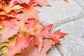 Colorful Oak Tree Leaves Closeup