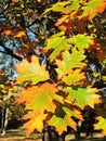 Colorful oak tree leaves, Lithuania Royalty Free Stock Photo