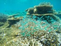 Colorful ocean corals on the reef in the warm tropical sea