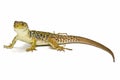 A colorful ocellated lizard. Royalty Free Stock Photo