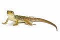 A colorful ocellated lizard. Royalty Free Stock Photo