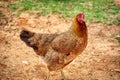 An olive egger chicken strutting in the barnyard.