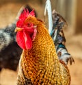 An olive egger rooster strutting in the barnyard.