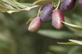 Colorful olive tree fruits close up Royalty Free Stock Photo