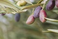 Colorful olive tree fruits close up Royalty Free Stock Photo