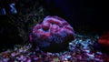 Colorful Open brain sp. LPS coral in reef aquarium tank