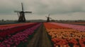 Colorful open field with beautiful tulips. Generative AI