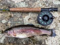 Colorful Opening Day Rainbow Trout