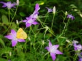 Colorful opening flowers with butterfly in the garden