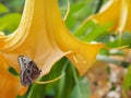 Colorful opening flowers with butterfly in the garden