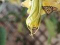 Colorful opening flowers with butterfly in the garden