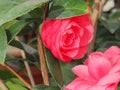 Colorful opening flowers with butterfly in the garden