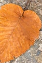 Colorful orange beech leaf on dried leaves skeletons pattern Royalty Free Stock Photo