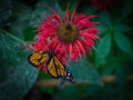 Colorful orange and black butterfly landing on red bloom with green leaf in a garden Royalty Free Stock Photo
