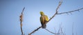 Colorful Orange-breasted green pigeon perch and watchful of the surroundings, looking back, a photograph of the back of the bird