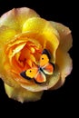 Colorful orange butterfly on a bright yellow rose in drops of dew isolated on black. yellow rose flower in drops of water. butterf Royalty Free Stock Photo