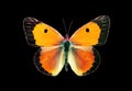 Colorful orange butterfly isolated on black. Colias croceus.