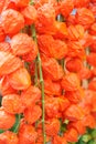 Colorful orange Chinese lantern plants or Japanese hozuki flowers Royalty Free Stock Photo