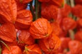 Colorful orange Chinese lantern plants or Japanese hozuki flowers Royalty Free Stock Photo