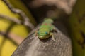 Orange Day Gecko sitting a coconut tree Royalty Free Stock Photo