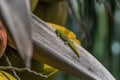 Orange Day Gecko sitting a coconut tree Royalty Free Stock Photo