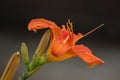 Colorful Orange Day Lily Flower With Blooms