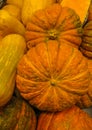 Colorful orange flat autumn pumpkins on the box in garden