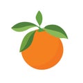 Colorful orange fruit vector image, isolated on white background Royalty Free Stock Photo