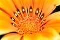 Colorful orange Gazania Rigens Flower in the garden Royalty Free Stock Photo