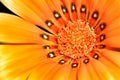 Colorful orange Gazania Rigens Flower in the garden Royalty Free Stock Photo