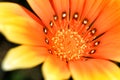 Colorful orange Gazania Rigens Flower in the garden Royalty Free Stock Photo