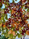 Colorful orange and green leaves and red berries with a touch of snow Royalty Free Stock Photo