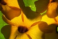 Colorful Orange Hawaiian Flowers with Green Leaves