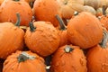 Colorful orange knucklehead pumpkins Royalty Free Stock Photo