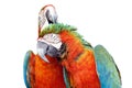 Colorful orange parrot macaw isolated