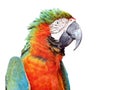 Colorful orange parrot macaw isolated