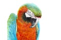 Colorful orange parrot macaw
