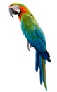 Colorful orange parrot macaw