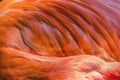 Colorful Orange Pink Feather American Flamingo Florida Royalty Free Stock Photo