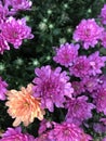 The colorful orange and purple chrysanthemum flowers.