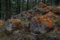 Colorful orange red rough moss on gray textured stones in green grass, in Baikal forest Royalty Free Stock Photo