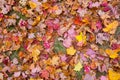 Colorful Fall Leaves on ground