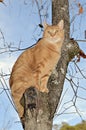 Orange Tabby Cat in a Tree Royalty Free Stock Photo