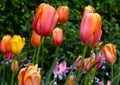 Colorful orange tulips with green stems and bluebells