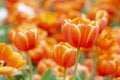 Colorful orange tulips grow and bloom in close proximity to one another in tulip flower garden