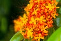 The colorful orange and yellow blooms of Saraca asoca Royalty Free Stock Photo