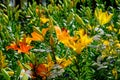 Colorful orange-yellow-red lily flowers blooming in the garden on a sunny day Royalty Free Stock Photo