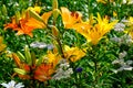 Colorful orange-yellow-red lily flowers blooming in the garden on a sunny day Royalty Free Stock Photo