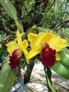 Colorful orchid,Cattleya