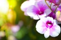 Colorful Orchid flower background, Elemnt of design,select focus. Royalty Free Stock Photo